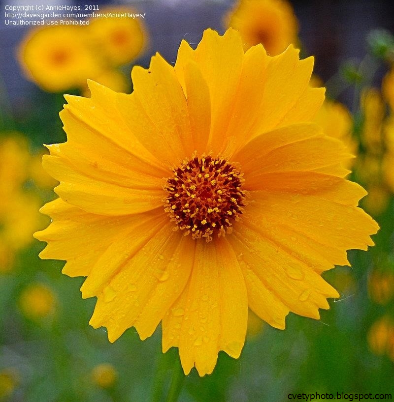 Названия желтых садовых цветов. Кореопсис Санбурст. Coreopsis grandiflora ' Sunburst '. Кореопсис желтый. Кореопсис, кореопсис, многолетний, желтый..