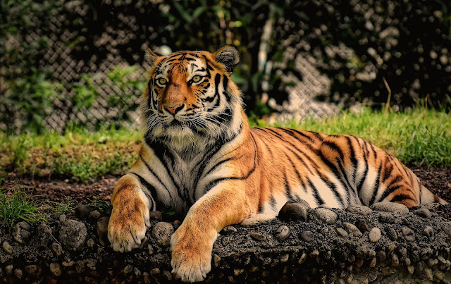 Tiger Information In Hindi