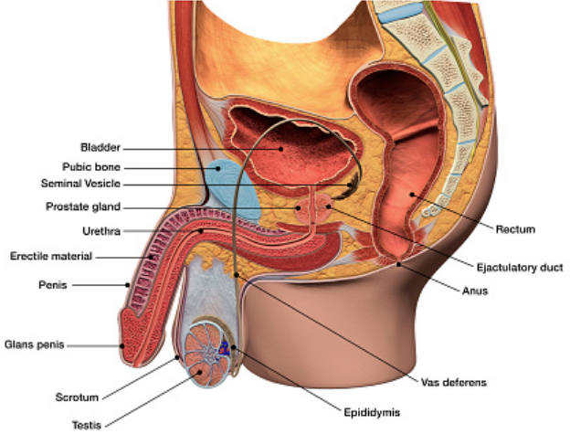 Sistem Reproduksi Pria dan Fungsinya Sistem reproduksi pada laki-laki terdiri atas sepasang testis, saluran-saluran kelamin, kelenjar-kelenjar tambahan, serta penis. Sistem reproduksi tersebut terbagi dalam dua bagian yaitu bagian dalam dan luar. Bagian Dalam Reproduksi Pria Yang termasuk organ reproduksi bagian dalam adalah : Saluran-saluran kelamin Kelenjar tambahan Saluran kelamin pada laki-laki terdiri dari : Vasa everentia Epididimis Vas deferens Bagian Luar Reproduksi Pria Yang termasuk bagian luar adalah : Testis Penis  Testis Testis adalah suatu kelenjar kelamin yang fungsinya menghasilakn sperma dan hormon progesteron. Sepasang testis terletak di skrotum, yaitu kulit yang tertutup oleh kantung pada pangkal paha. Di sini tempat sperma diproduksi setiap harinya.  Pada kulit skrotum terdapat otot, yang dapat merenggang dan memendek sesuai keperluan. Jika testis tidak berhasil masuk ke skrotum, seorang laki-laki tidak dapat memproduksi sperma. Bila laki-laki dipotong testisnya, maka akan kehilangan sifat kelaki-lakiannya.  Epididimis Epididimis adalah saluran berliku-liku dengan panjang sekitar 5-6 cm. Di saluran ini cairan sperma akan diolah sedemikian rupa sehingga menjadi agak pekat. Di epididimis ini sperma disimpan, dan ketika sudah penuh akan dikeluarkan menuju uretra. Hubungan seks yang telalu sering dapat menyebabkan stok sperma dalam epididimis habis.  Vas Deferens Vas deferens adalah saluran lurus dengan panjang sekitar 40 cm. Berfungsi menyalurkan epididimis dengan uretra pada penis. Saluran vas deferens terdapat di antara skrotum dengan dinding perut bagian bawah, dekat tulang kemaluan.  Tempat ini diselubungi oleh pembuluh darah, namun melalui perabaan bisa dibedakan karena dindingnya lebih keras. Di vas deferens terdapat juga saluran ejakulasi.  Vesika Seminalis Vesika seminalis adalah kantong mani yang dindingnya mengeluarkan cairan lendir yang mengandung fruktosa sedikit asam askrobat dan asam amino. Saluran ini bergabung dengan saluran vas deferens yang membentuk saluran ejakulasi yang menembus kelenjar prostat.  Kelenjar Prostat Kelenjar prostat adalah kelenjar berbentuk bulat yang mengelilingi saluran uretra. Kelenjar ini menghasilkan cairan yang bersifat basa dan berwarna putih seperti susu, berfungsi menetralkan sifat asam pada vasa eferentia dan cairan yang terdapat di vagina sehingga sperma bisa bergerak aktif. Kelenjar prostat diatus oleh hormon seks. Ukuran normal kelenjar prostat sekitar 2 cm.  Uretra Uretra adalah saluran kelamin yang menyalurkan sperma atau mani menuju penis. Uretra atau saluran kencing panjangnya 15-20 cm. Di uretra ini campuran sperma dengan cairan dari kelenjar vesika seminalis akan bercampur dengan zat yang dihasilkan kelenjar prostat, keseluruhan campuran inilah yang keluar sebagai sperma atau air mani.  Penis Penis adalah organ kelamin luar laki-laki, berisi saluran pembuluh darah berupa kantung. Dalam kondisi normal, kantung ini hanya sedikit berisi darah, tetapi ketika mendapat rangsangan seksual atau kondisi kedinginan jumlah darah yang terkandung cukup banyak.  Penis menjadi menegang, jika darah yang masuk ke penis jumlahnya banyak dan efisien, maka makin besar dan semakin tegang pula penis. Bagian ujung penis disebut glans penis, bagian ini merupakan bagian paling sensitif dan dibungkus oleh kulit yang disebut preputium. Penis berfungsi untuk memasukkan sperma ke dalam tubuh wanita.   Nah itu dia bahasan dari sistem reproduksi pria dan fungsinya, melalui bahasan di atas bisa diketahui mengenai sistem reproduksi atau alat kelamin pria. Mungkin hanya itu yang bisa disampaikan di dalam artikel ini, mohon maaf bila terjadi kesalahan di dalam penulisan, dan terimakasih telah membaca artikel ini."God Bless and Protect Us"