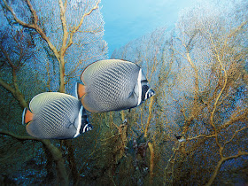 npicx | we share: 20 Amazing Underwater HD Wallpapers