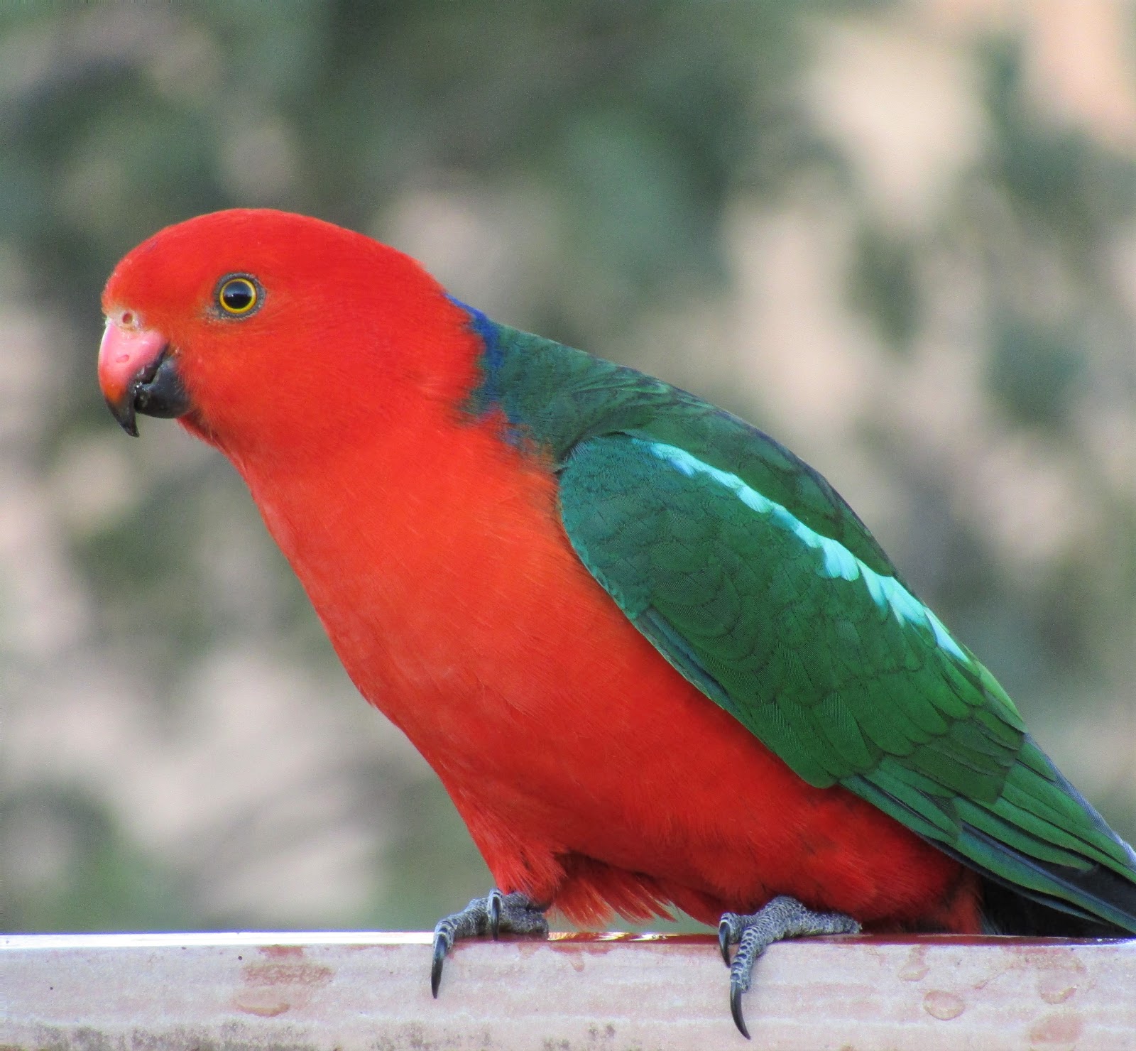 This Tiny Bird Holds the Key to Surviving in the Harsh Wilderness