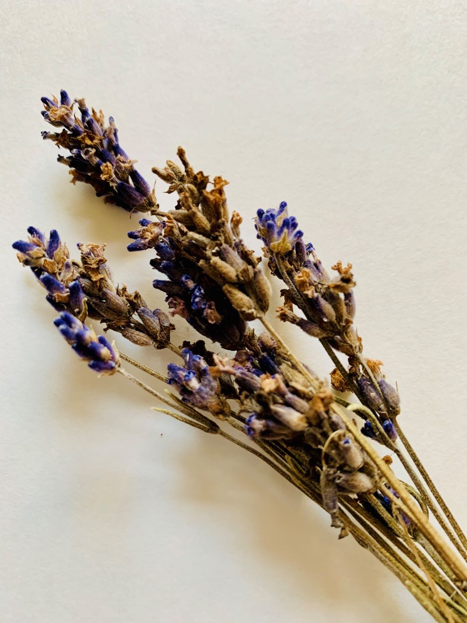 Dried Lavender from my garden