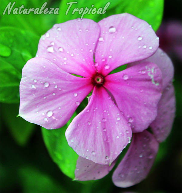 La Vicaria es una planta medicinal muy utilizada en el campo de la medicina, Vinca rosea o Catharanthus roseus