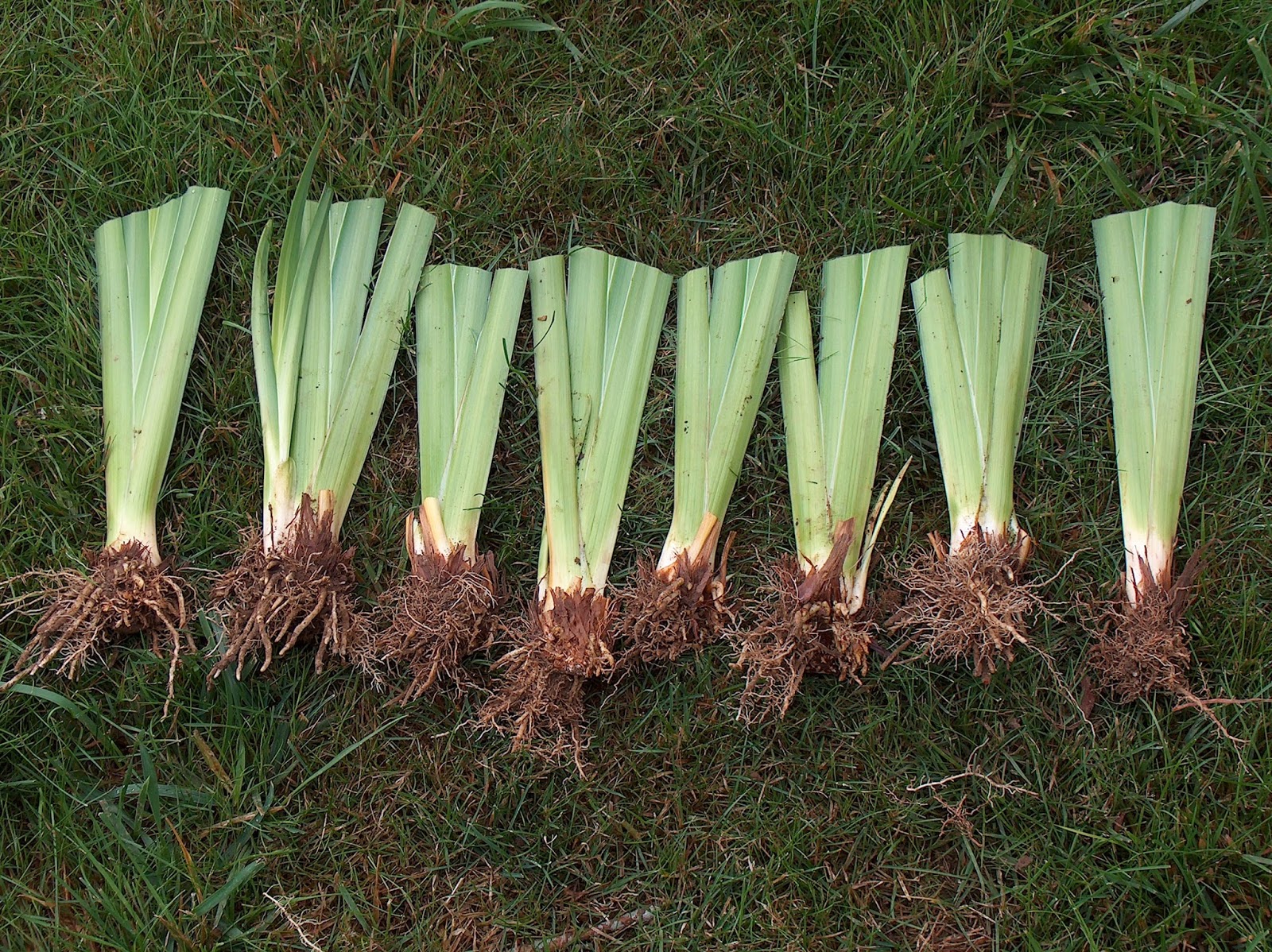 World of Irises Growing Japanese Iris Transplanting