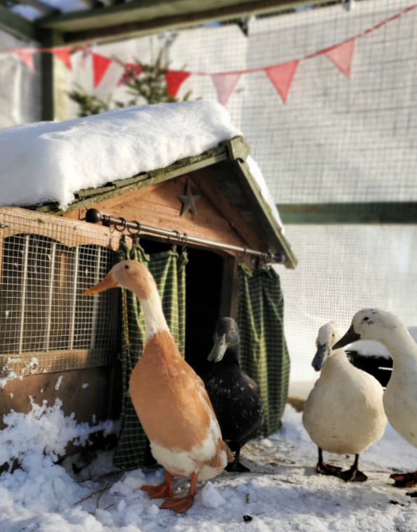 How to Winterize your Chicken Run Fresh Eggs Daily® with Lisa Steele