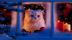 christmas cat wallpapers cute iphone hd cats merry wallpapersafari