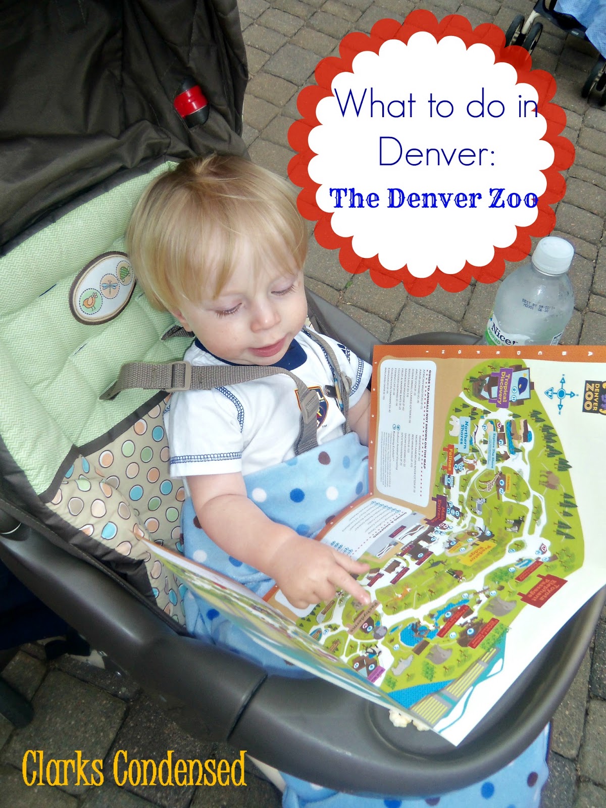 What to do in Denver The Denver Zoo