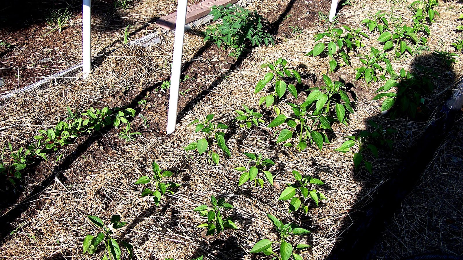 Bell pepper Planting Peppers Pepper Choices
