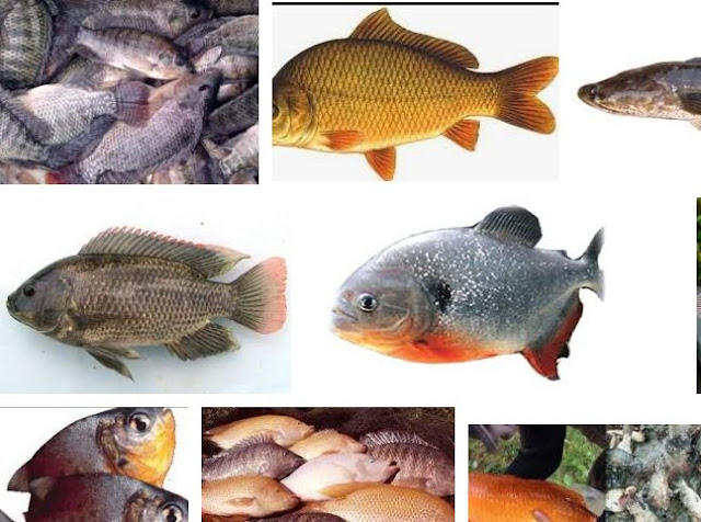 Jenis-jenis Ikan Konsumsi Air Tawar Lengkap - KiatKu.com