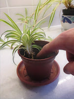 Potting a baby spider plant