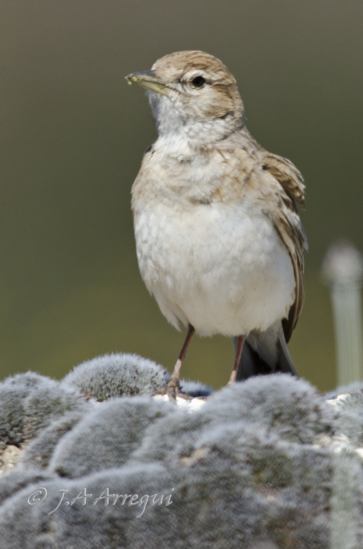 Terrera común, Callandrella brachydactyla, Short-toed Lark Terrera común, Callandrella brachydactyla, Short-toed Lark
