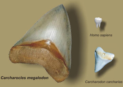 Dentes de Carcharocles megalodon, de tubarão-branco e de um humano Dentes de Carcharocles megalodon, de tubarão-branco e de um humano