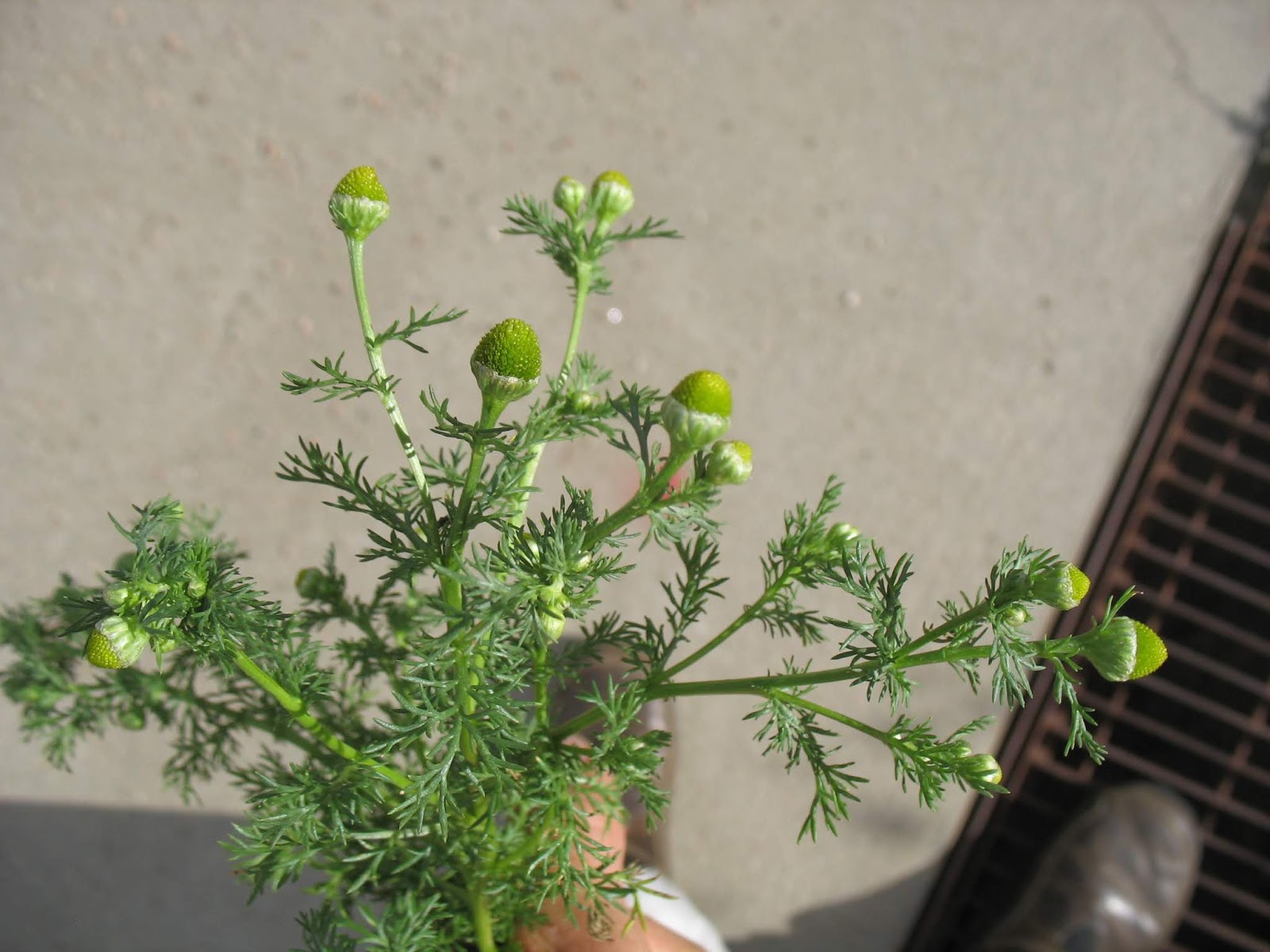 Noxious weed look alikes don’t pull the wrong plant! Blog Pertanian
