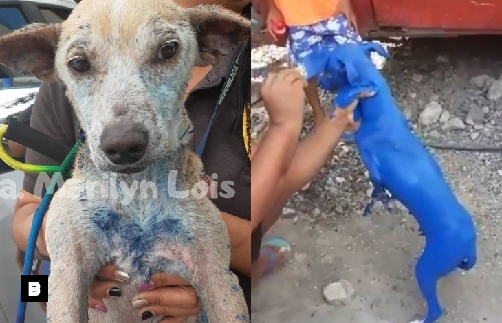 Fotos: Perro pintado de azul recupera su color Fotos: Perro pintado de azul recupera su color
