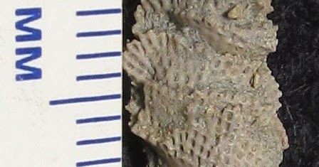 Louisville Fossils and Beyond: Archimedes Bryozoan Fossil