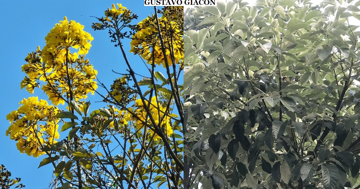 Viveiro Ciprest - Plantas Nativas e Exóticas: Ipê Amarelo da Serra -  Handroanthus albus