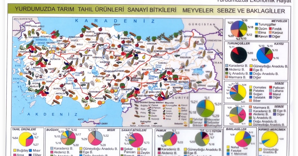 🇹🇷 Türk Dili, Tarihi ve Kültürü 🇹🇷: Uludağ göknarı