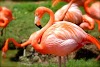 Flamingo Bird Facts
