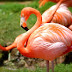 Flamingo Bird Facts