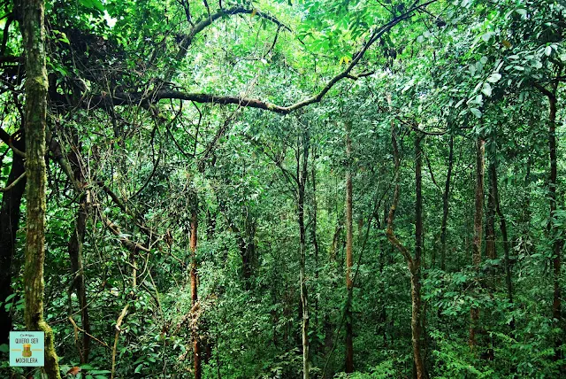 Selva de Malasia