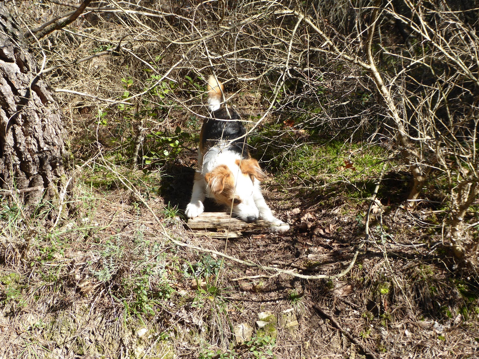 Anne MOREAU: Le jeu du b?�ton