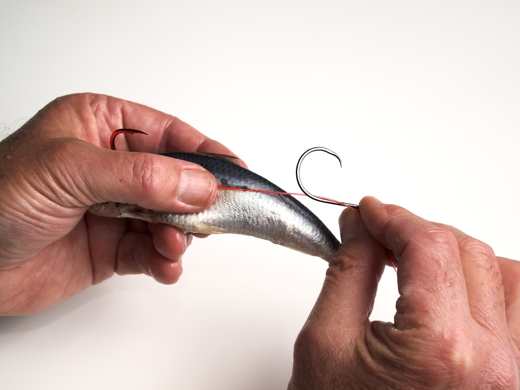 baiting sardines الطريقة الصحيحة لتركيب السردين في السنارة