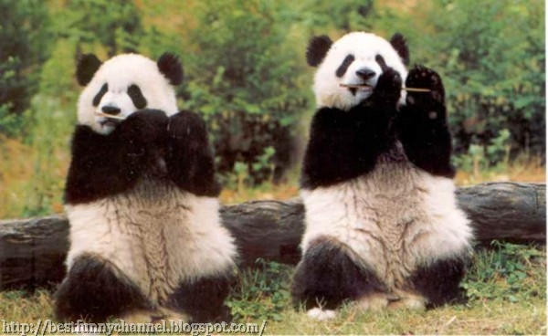 Funny pandas.