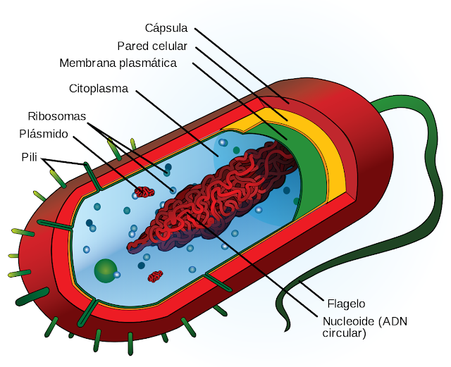 orgánulos de la célula procariota