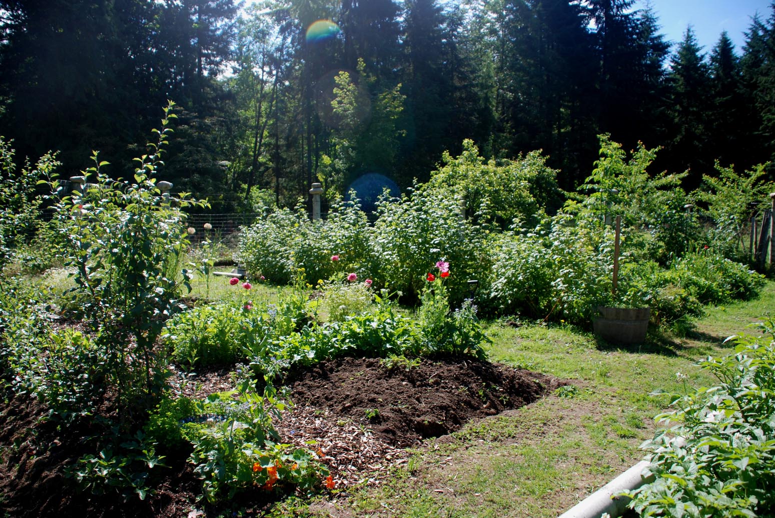 Applegarth Farm: vegetable garden