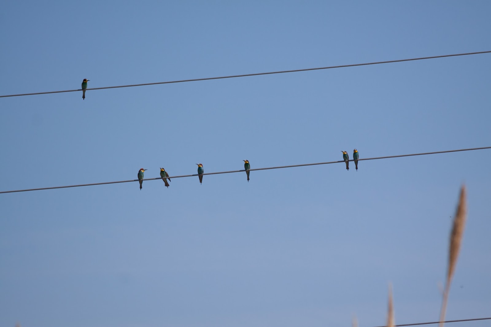Bee-eaters - Spain