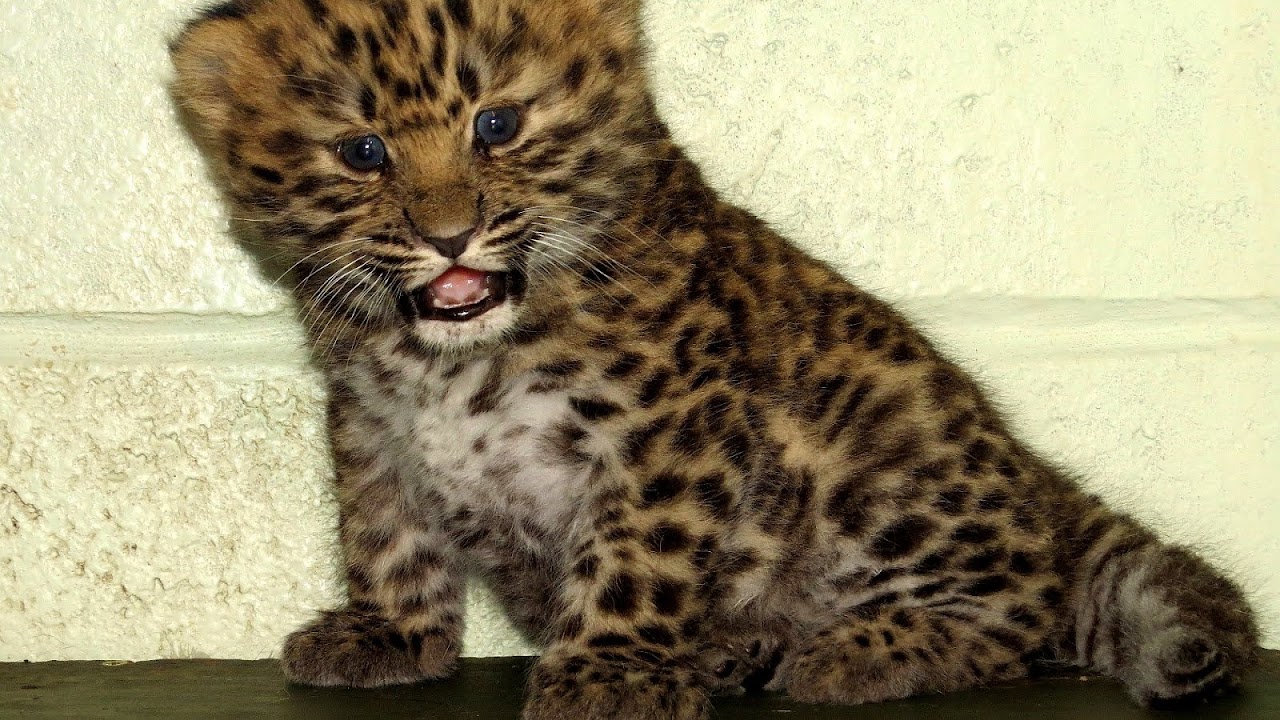 Why Is The Amur Leopard Endangered - Danger Choices