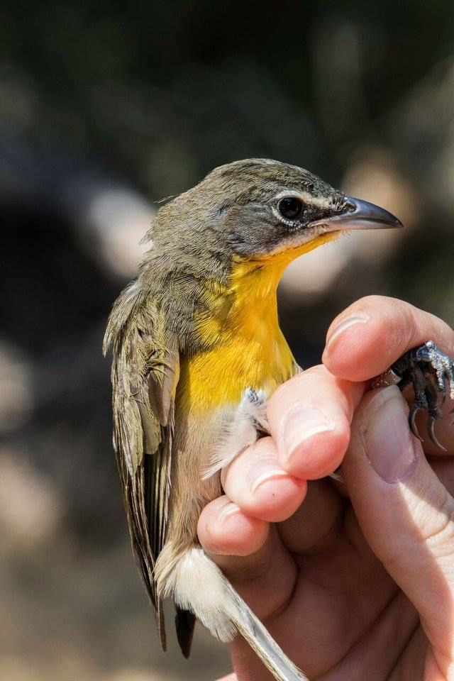 The Backyard Birder Yellowbreasted chat banded at Starr Ranch Sanctuary