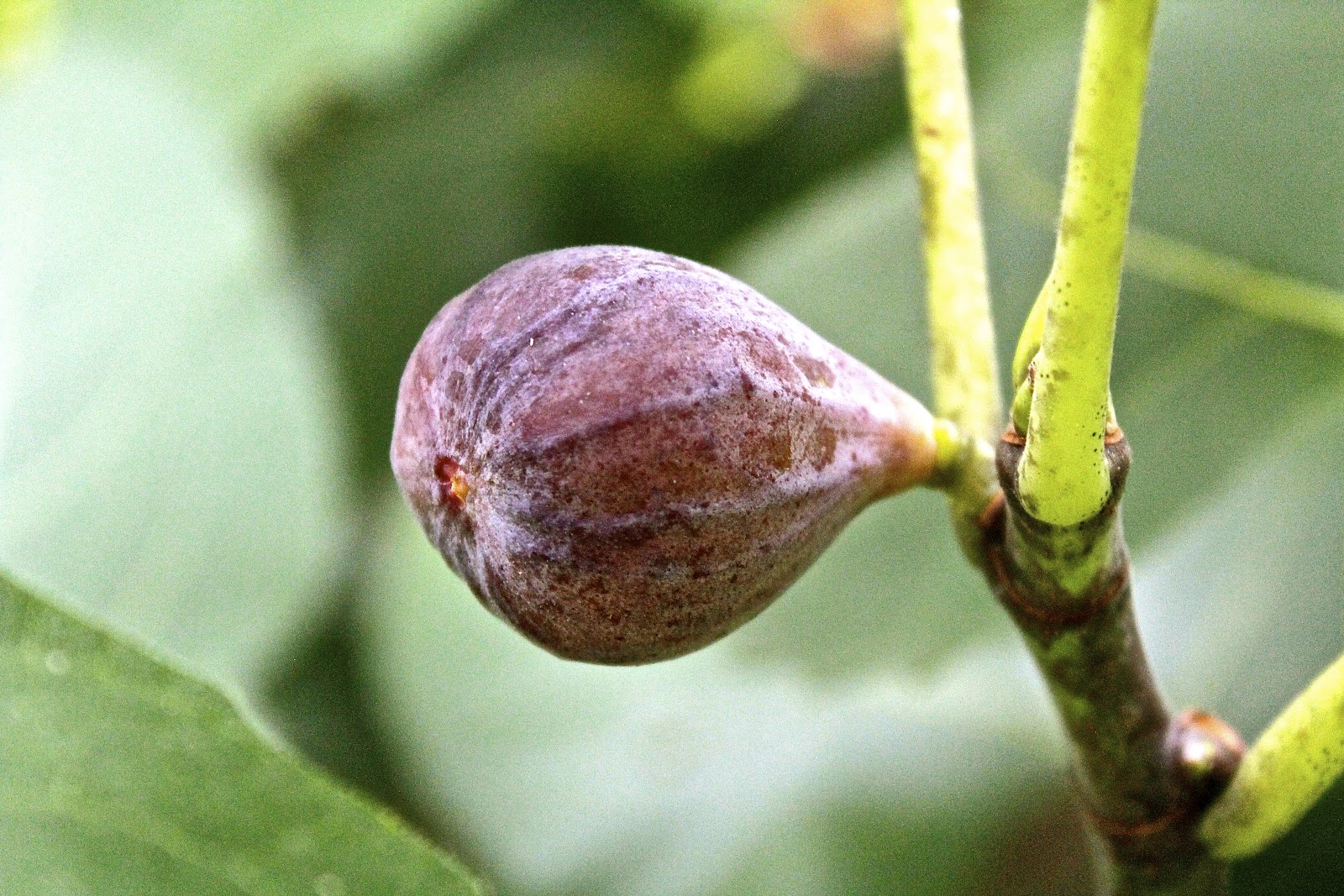 figs flowers food FIGS the last of the season