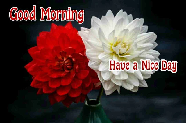 Good Morning Image hd download and share with your friends and family members on facebook and whatsapp for wish very good morning