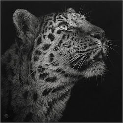 animals drawings interesting pencil drawing animal easy artist realistic artwork wildlife amazing cheetah wild scratchboard leopard