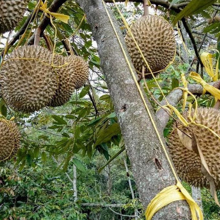 Bibit Durian Super Tembaga