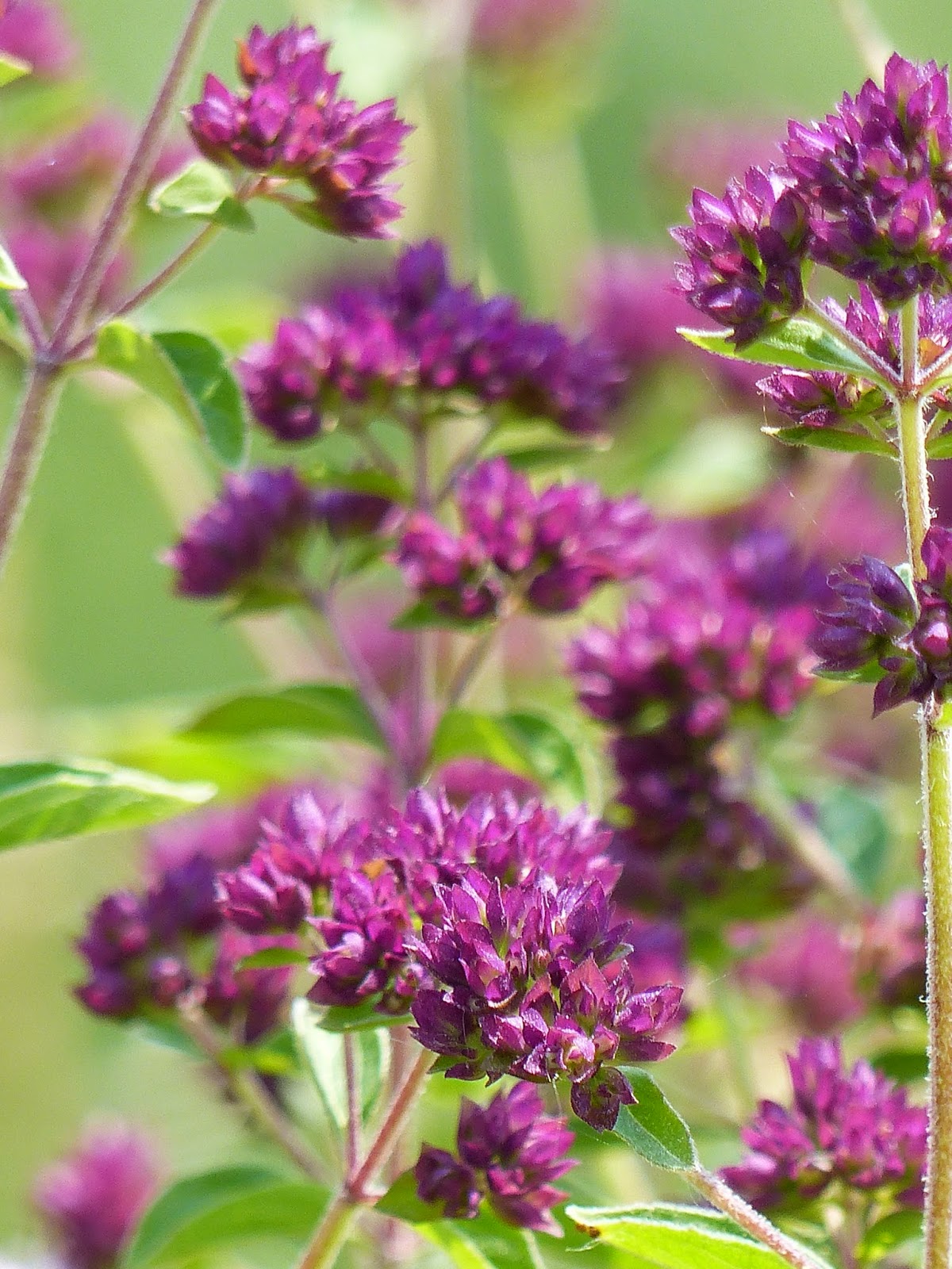Origanum vulgare Wild flowers of Europe by Anita Beijer