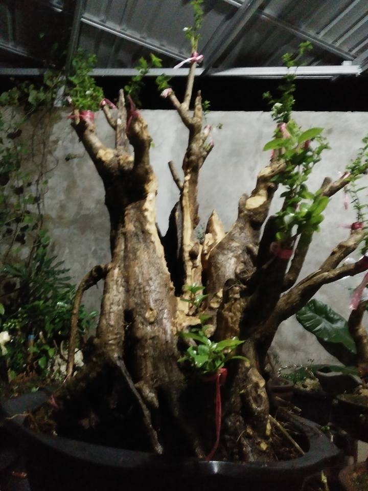 TEKNIK PENGOLAHAN POHON MATI AGAR BONSAI TERLIHAT TUA