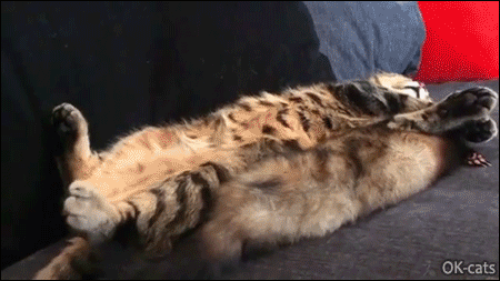 Cute Cat GIF • Amazing ccat and ferret snuggle and cuddle together. Ferret is a purrfect bed and pillow for kitties. Cute Cat GIF • Amazing ccat and ferret snuggle and cuddle together. Ferret is a purrfect bed and pillow for kitties.
