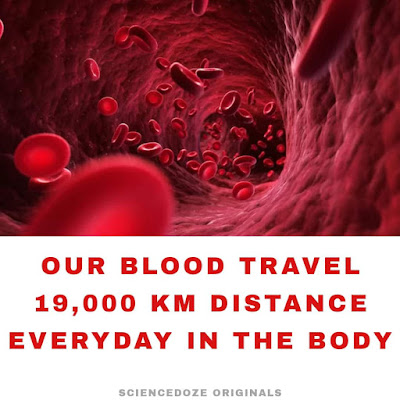 Human blood facts
