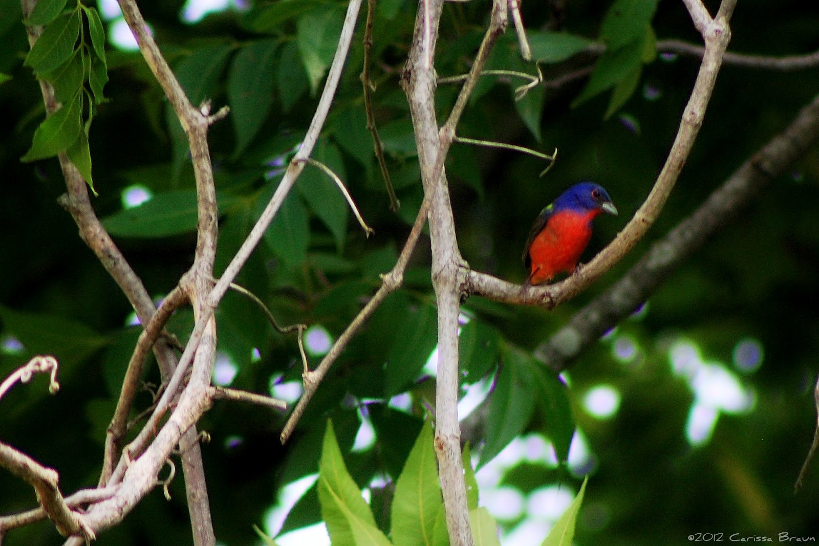 Nature Photography and Facts Painted Bunting Basics