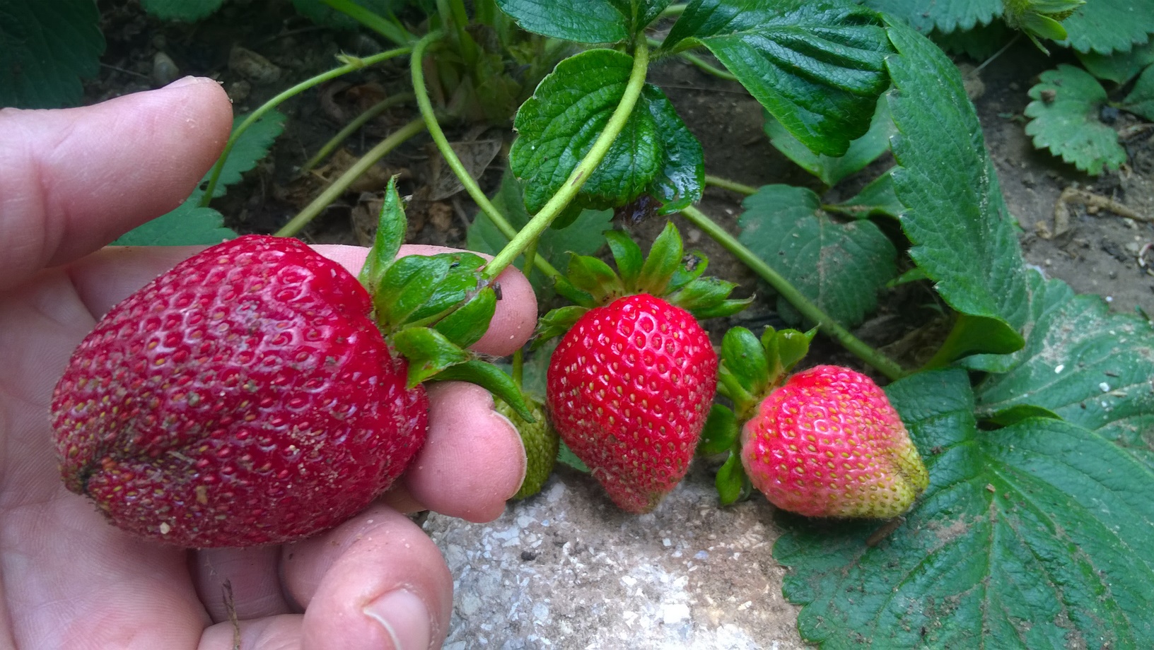 The easiest way to grow strawberries is to plant strong, vigorous young plants