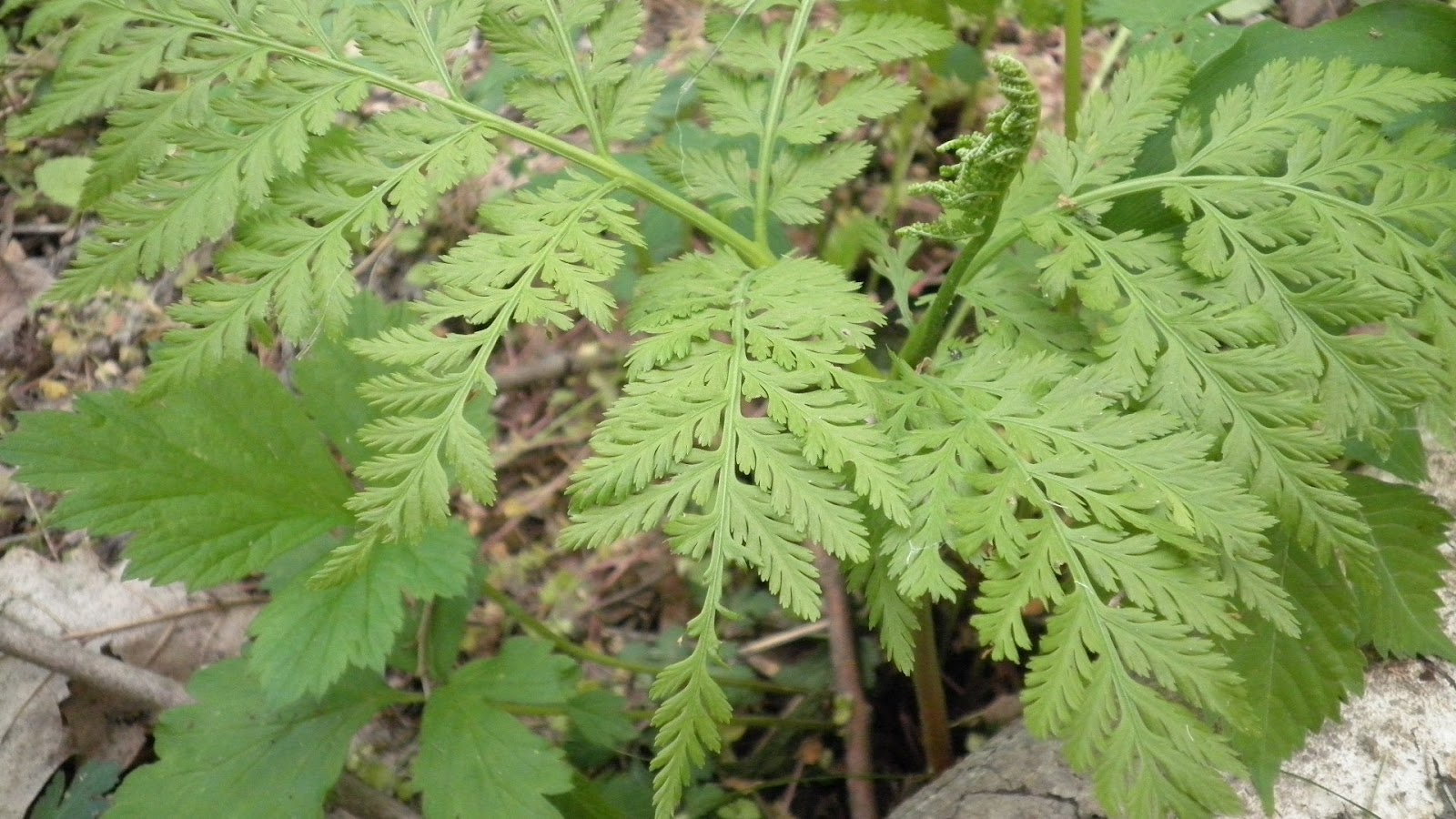 Weeds That Look Like Ferns
