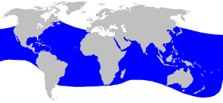 Sık dişli gagalı balinasının yayılım haritası