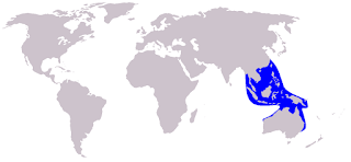 Pasifik kambur yunusu doğal yaşam alanı haritası