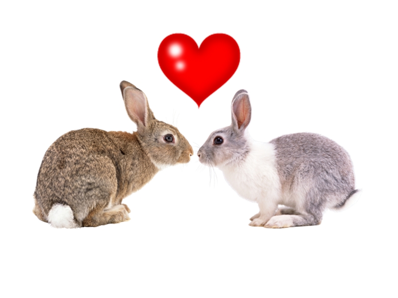 GREAT SKINandLIFE: CiUM- ASIA'S FIRST KISSING LIP BALM