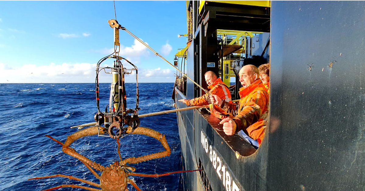 Blue Whiting Survey Tridens onderzoekers vangen reusachtige krab bij