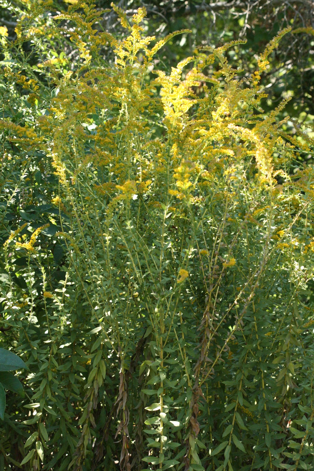 Native Florida Wildflowers Solidago fistulosa Pinebarren goldenrod