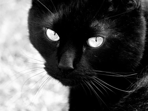 Kucing hitam, mitos dan kepercayaan karut masyarakat dunia tentang kucing hitam, petanda nasib kucing hitam, ramalan kucing hitam, simbolik kucing hitam, kepercayaan tahayul kucing hitam bawa khurafat, gambar kucing hitam, black cat