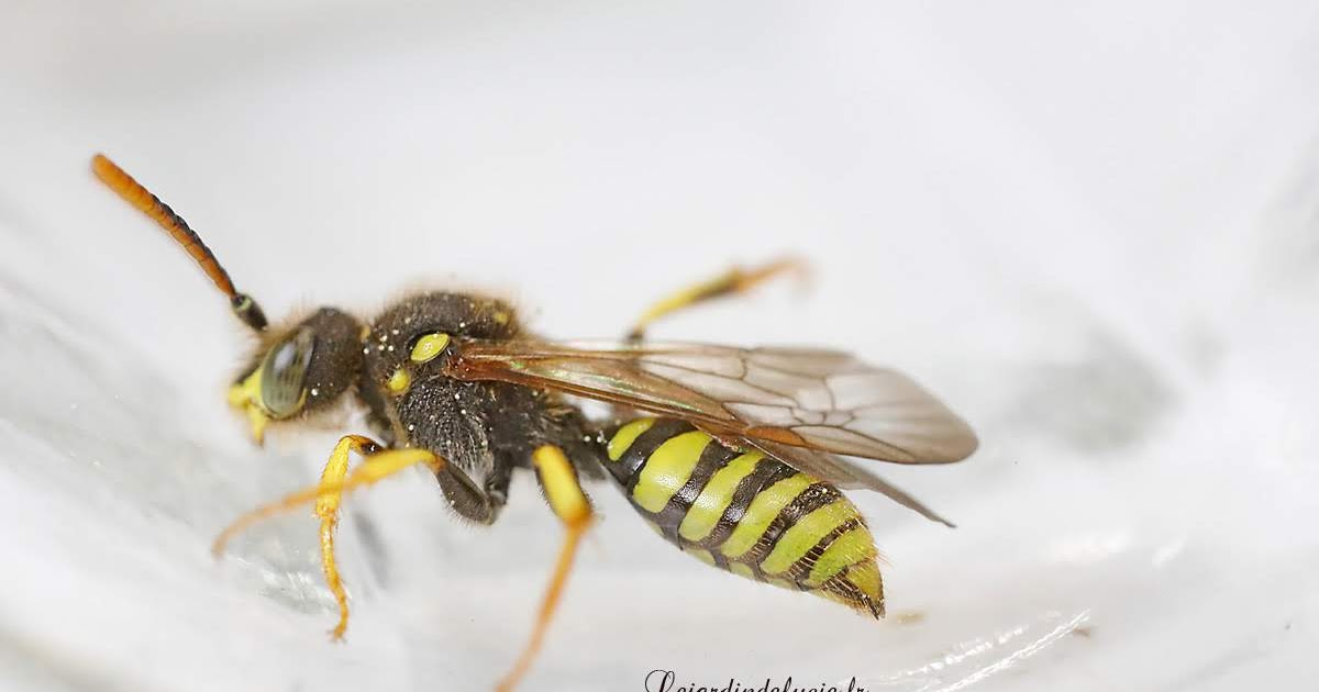 Una Abeille Coucou Nomada Succincta Un Male Lejardindelucie Una Abeille Coucou Nomada Succincta Un Male Lejardindelucie